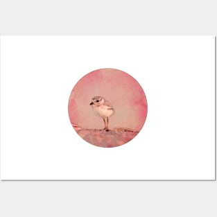 watercolor sandpiper in pink Posters and Art